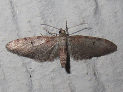 Eupithecia jejunata