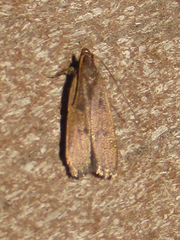 Glyphidocera democratica