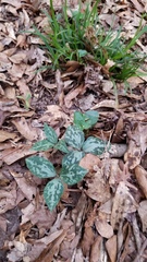 Trillium maculatum