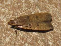 Glyphidocera democratica