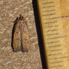 Glyphidocera democratica