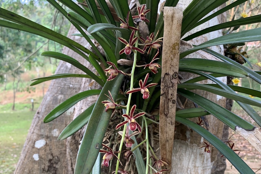 Cymbidium bicolor