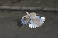 Streptopelia decaocto