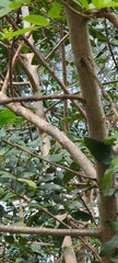 Dumetella carolinensis image