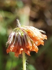 Trifolium bifidum decipiens