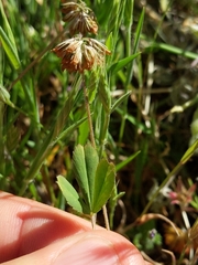 Trifolium bifidum decipiens