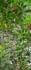 Dumetella carolinensis image