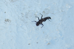 Andiperla