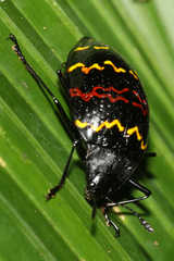Erotylus buckleyi