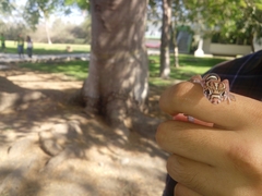 Coleonyx nemoralis
