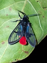 Aethria felderi