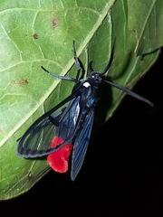 Aethria felderi