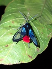 Aethria felderi