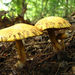 Chicken Fat Mushroom - Photo (c) Dave Lewis, some rights reserved (CC BY-NC-SA)