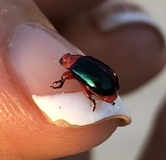 Kuschelina gibbitarsa