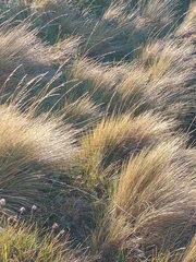 Festuca gracillima