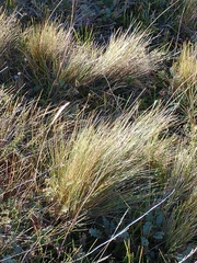 Festuca gracillima