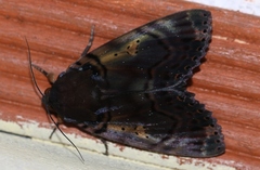 Arcte modesta