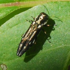 Agrilinae