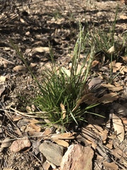 Festuca octoflora