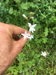 Lithophragma cymbalaria