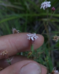 Stevia multiaristata