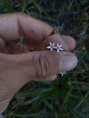 Stevia multiaristata
