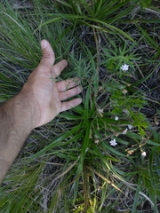 Stevia multiaristata