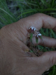 Stevia multiaristata