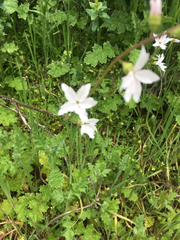Lithophragma cymbalaria