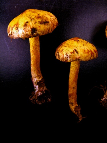 Chicken Fat Mushroom