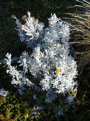 Senecio patagonicus