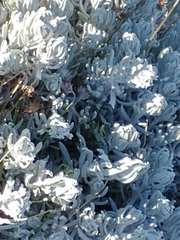 Senecio patagonicus