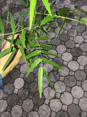 Senna ligustrina