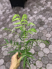 Senna ligustrina