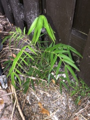 Senna ligustrina