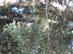 Empidonax occidentalis