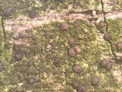 Bacidina egenuloidea