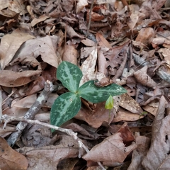 Trillium reliquum