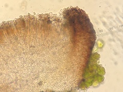 Bacidina egenuloidea