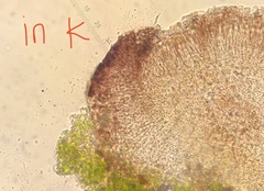 Bacidina egenuloidea