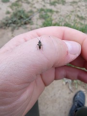 Plagiognathus moerens