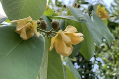 Uvaria dulcis (Uvaria dulcis)