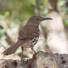 Long-Billed Thrasher photo 2