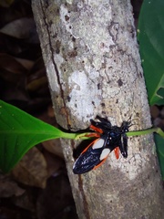 Calliclopius nigripes