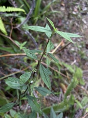 Spermacoce ocymoides