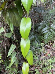 Ipomoea repanda