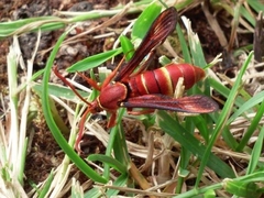 Paranthrene robiniae