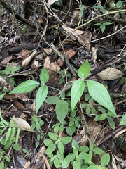 Desmodium axillare