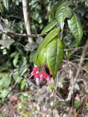 Hirtella rugosa